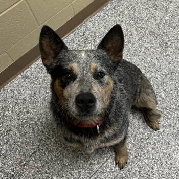 Jack Skellington -  Australian Cattle Dog Blue Heeler Dog for Adoption in Cheyenne, Wyoming - Jack Skellington | PetCurious