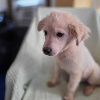 Croix Bethune -  Mixed Breed Dog for Adoption in Toms River, New Jersey - Croix Bethune | PetCurious