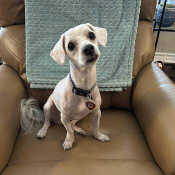 Rescue Maltese and Bichon Frise Dogs for Adoption in Plano, Texas - Sloan Turner | PetCurious
