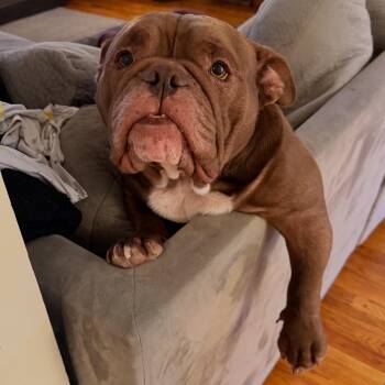 Sir Beefcake Wellington lll -  American Bully Dog for Adoption in Youngstown, Ohio - Sir Beefcake Wellington Lll | PetCurious