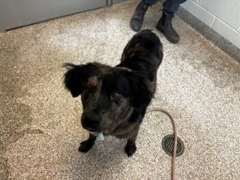 Australian Shepherd and Mixed Breed Dogs Available for Adoption in Pueblo, Colorado - RIVER | PetCurious