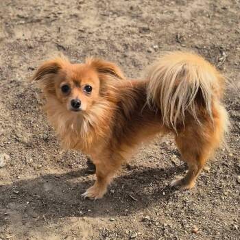 Rodney Copperbottom -  Chihuahua Dog for Adoption in Metairie, Louisiana - Rodney Copperbottom | PetCurious