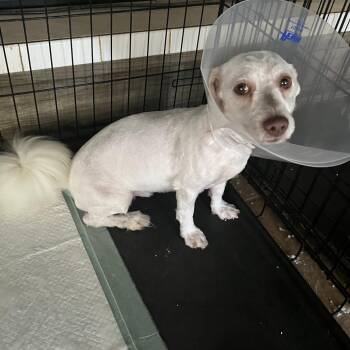 Mixed Breed Dogs Available for Adoption in Fredericksburg, Virginia - Flopsy | PetCurious