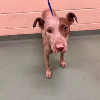 Harriet -  Mixed Breed Dog for Adoption in Memphis, Tennessee - Harriet | PetCurious