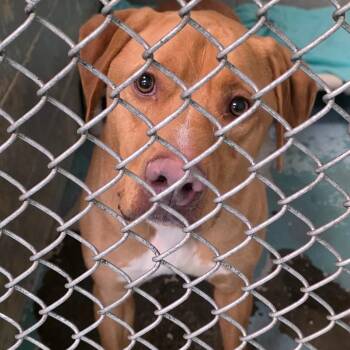 Mixed Breed Dogs Available for Adoption - Miles | PetCurious