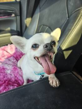 Rescue Chihuahua Dogs for Adoption in Waxahachie, Texas - Toro | PetCurious