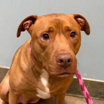 CeCe -  Mixed Breed Dog for Adoption in Chattanooga, Tennessee - CeCe | PetCurious