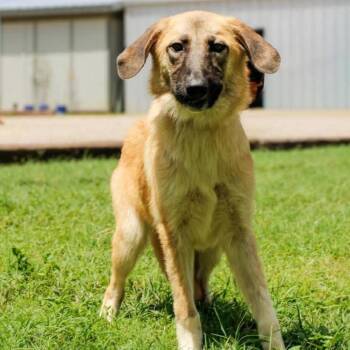 Megara JuM -  Great Pyrenees and Mixed Breed Dog for Adoption in Austin, Texas - Megara JuM | PetCurious