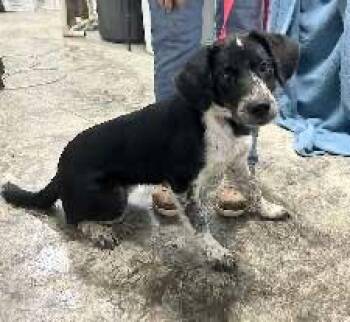 Freckles -  Beagle and Australian Cattle Dog Blue Heeler Dog for Adoption in Scottsburg, Indiana - Freckles | PetCurious