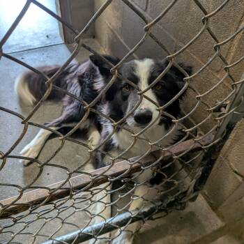 Max -  Border Collie Dog for Adoption in Hermiston, Oregon - Max | PetCurious