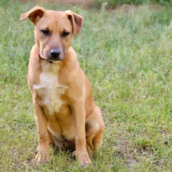 Jessie - 150 adoption fee -  Mountain Cur and Australian Cattle Dog Blue Heeler Dog for Adoption in Atlanta, Texas - Jessie - 150 Adoption Fee | PetCurious