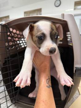 Lilly -  Mixed Breed Dog for Adoption in Glenfield, New York - Lilly | PetCurious