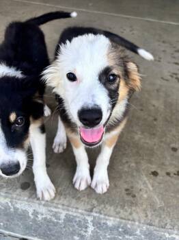 Romy -  Shetland Sheepdog Sheltie Dog for Adoption in Lexington, Kentucky - Romy | PetCurious