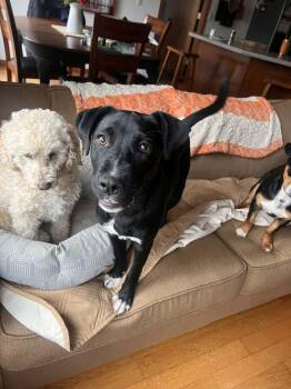 Black Labrador Retriever and Border Collie Dogs Available for Adoption - Ashley | PetCurious