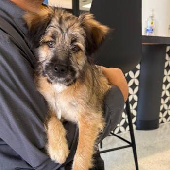 Snickers -  Border Terrier Dog Available for Adoption in Los Angeles, California - Snickers | PetCurious