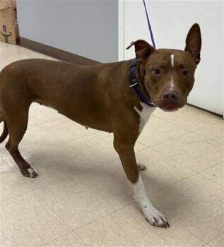 Pit Bull Terrier and Mixed Breed Dogs Available for Adoption in Killeen, Texas - RADAR | PetCurious