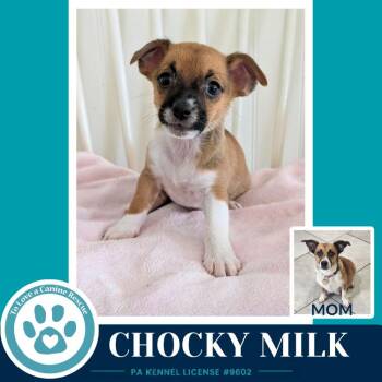 Chocky Milk (Betty