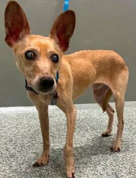 Mork -  Chihuahua Dog for Adoption in Newport, Kentucky - Mork | PetCurious