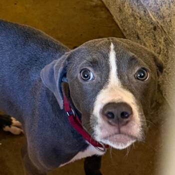 Siroc -  Pit Bull Terrier Dog for Adoption in Waldorf, Maryland - Siroc | PetCurious