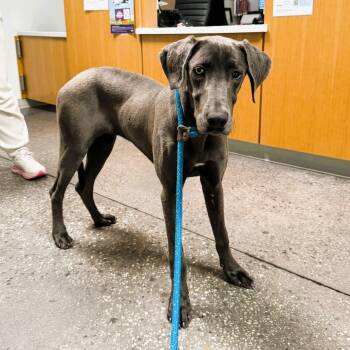 Weimaraner Dogs Available for Adoption - Tallulah  | PetCurious