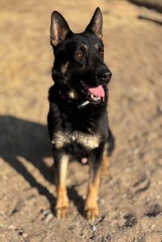 Rescue German Shepherd Dog Dogs for Adoption in Seattle, Washington - Kaiser | PetCurious