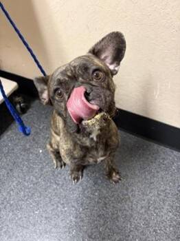 Fred -  French Bulldog and Mixed Breed Dog for Adoption in Roseville, California - Fred | PetCurious