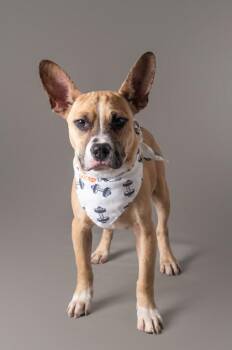 Super Cooper -  Mixed Breed Dog for Adoption in Morristown, New Jersey - Super Cooper | PetCurious