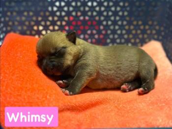 Whimsy -  Chihuahua Dog for Adoption in Shawnee, Oklahoma - Whimsy | PetCurious