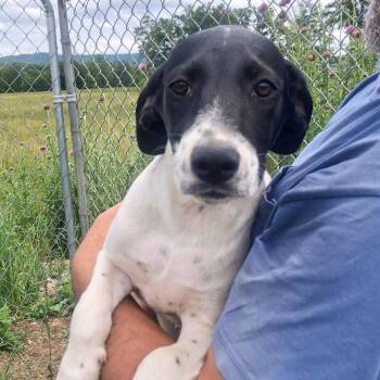 Sammy -  Hound Dog for Adoption in Albany, New York - Sammy | PetCurious
