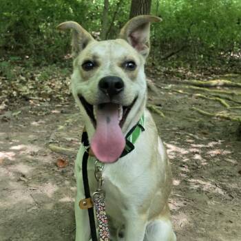 Hot Potato -  Mixed Breed Dog for Adoption in Greensboro, North Carolina - Hot Potato | PetCurious