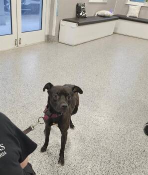 Rescue Mixed Breed Dogs for Adoption in Palmetto, Florida - ISABEL | PetCurious