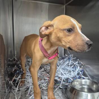 Jax (Jack) -  Terrier and Mixed Breed Dog for Adoption in Montgomery, Alabama - Jax (Jack) | PetCurious