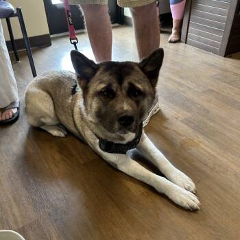 Rescue Akita Dogs for Adoption in League City, Texas - Muffin | PetCurious
