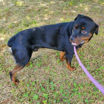 Sweetpea -  Rottweiler Dog for Adoption in Jersey City, New Jersey - Sweetpea | PetCurious