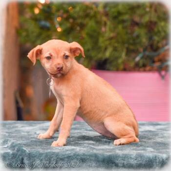 Terrier Dogs Available for Adoption - Milano | PetCurious