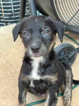 Marciline -  Mixed Breed Dog for Adoption in Sun Prairie, Wisconsin - Marciline | PetCurious
