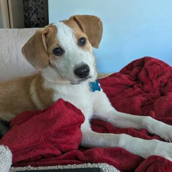 Hattie -  Collie and Hound Dog for Adoption in Minneapolis, Minnesota - Hattie | PetCurious