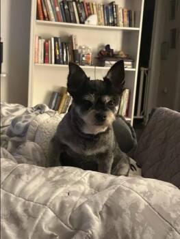 Terrier Dogs Available for Adoption - Rylie | PetCurious