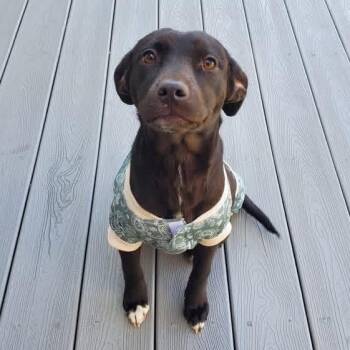 Mixed Breed Dogs Available for Adoption - Pie | PetCurious