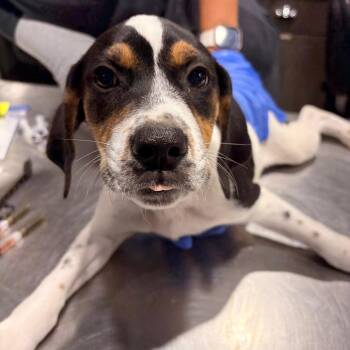 Spot -  Black Mouth Cur and American Foxhound Dog for Adoption in Tampa, Florida - Spot | PetCurious