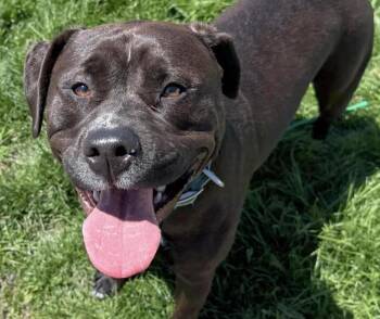 Labrador Retriever and Pit Bull Terrier Dogs Available for Adoption in Euclid, Ohio - Roxanne | PetCurious