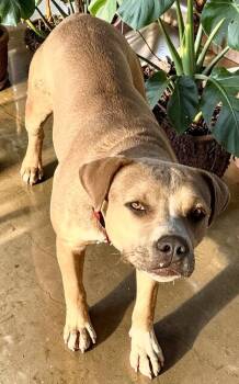 Dandie -  Pit Bull Terrier Dog for Adoption in Ventura, California - Dandie | PetCurious