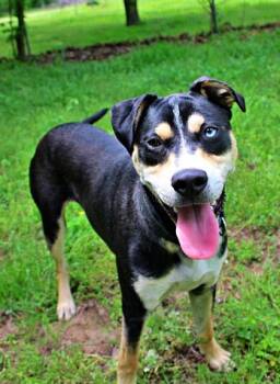 Australian Shepherd and Mixed Breed Dogs Available for Adoption in Morton Grove, Illinois - Buzz | PetCurious