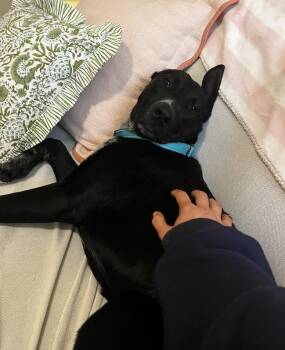 Rescue Labrador Retriever and Border Collie Dogs for Adoption in North Charleston, South Carolina - Zeke | PetCurious