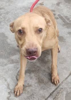 261414  Gemma -  Pit Bull Terrier Dog for Adoption in Wetumpka, Alabama - 261414  Gemma | PetCurious