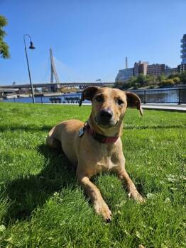 Stewie -  Dachshund Dog for Adoption in Winthrop, Massachusetts - Stewie | PetCurious