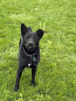 Rescue Border Collie and Black Labrador Retriever Dogs for Adoption in Prineville, Oregon - Smokey | PetCurious