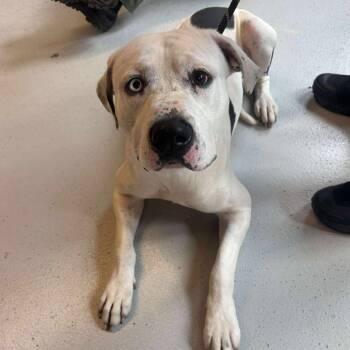 Rescue Mixed Breed Dogs for Adoption in Huntington, West Virginia - Louis Stray Hold 11/1 | PetCurious