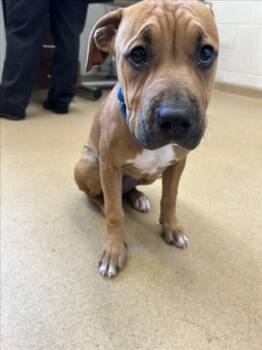 Pit Bull Terrier Dogs Available for Adoption in Derwood, Maryland - PUPPY3 | PetCurious