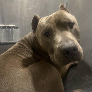 JARED -  Mastiff Dog for Adoption in San Antonio, Texas - JARED | PetCurious